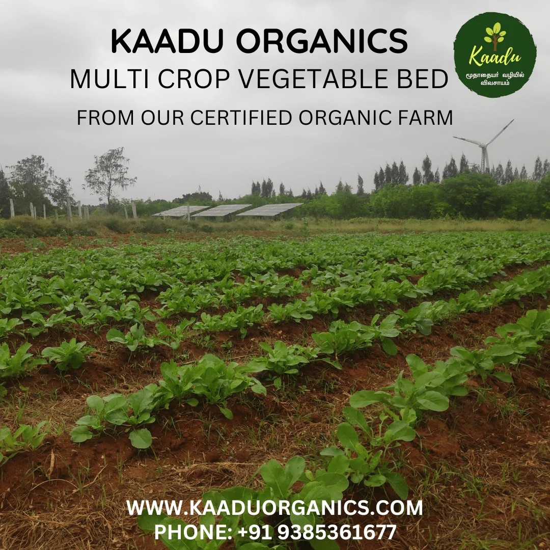 Kaadu Organics multi crop cultivation.