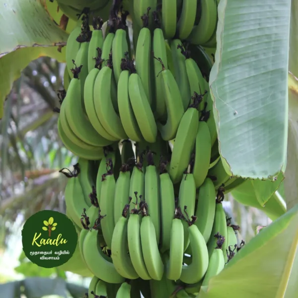 A heap of green Nendran Banana hanging on a Nendran banana tree.
