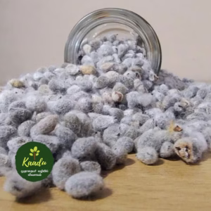 Cotton seeds spilling from a glass jar onto the floor